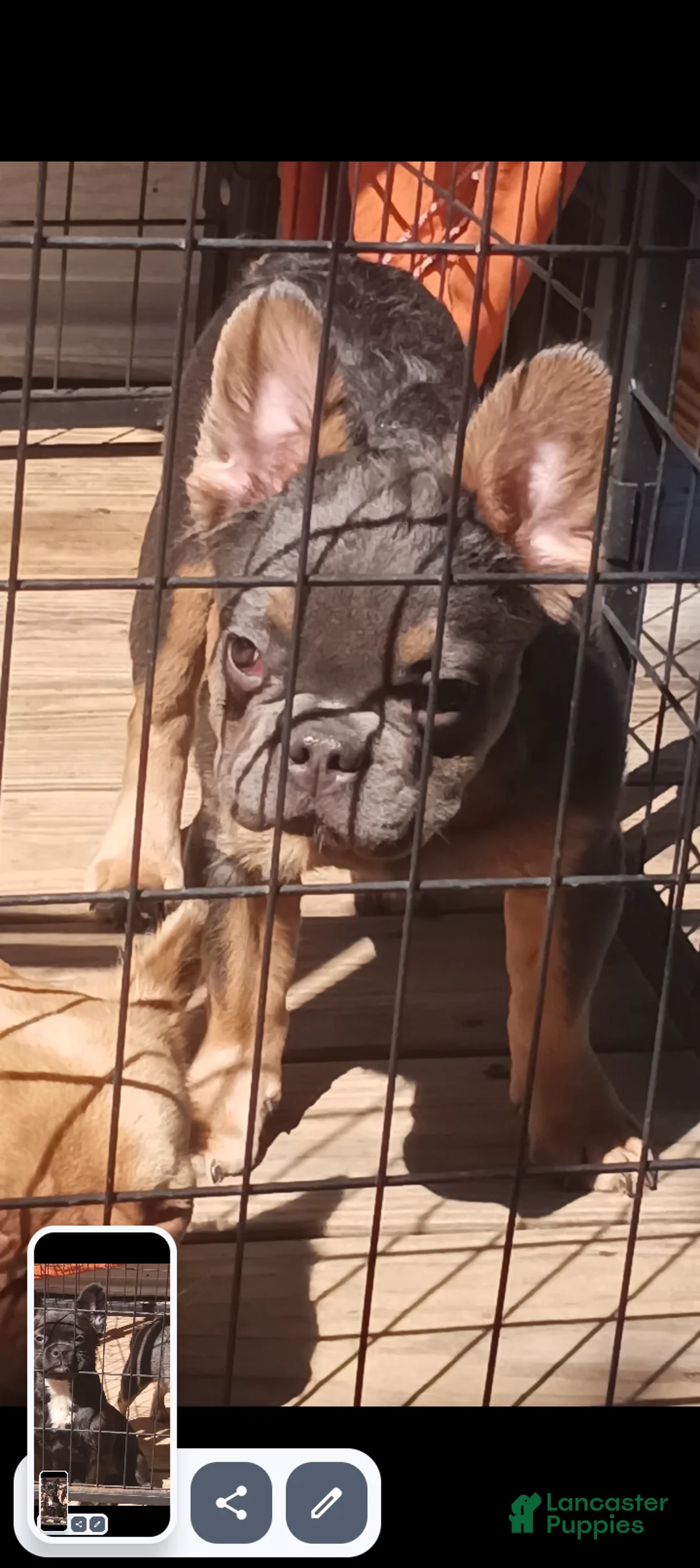 French Bulldog dogs for sale: French Bulldog 2 - Ad 1