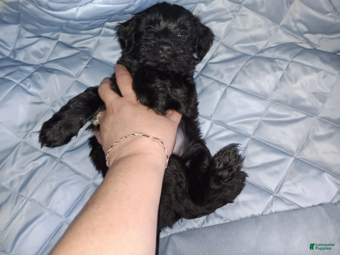 Soft Coated Wheaten Terrier dogs for sale: Soft Coated Wheaten Mix Terrier 2 - Ad 1