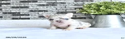 French Bulldog dogs for sale: Lettie - Ad 2