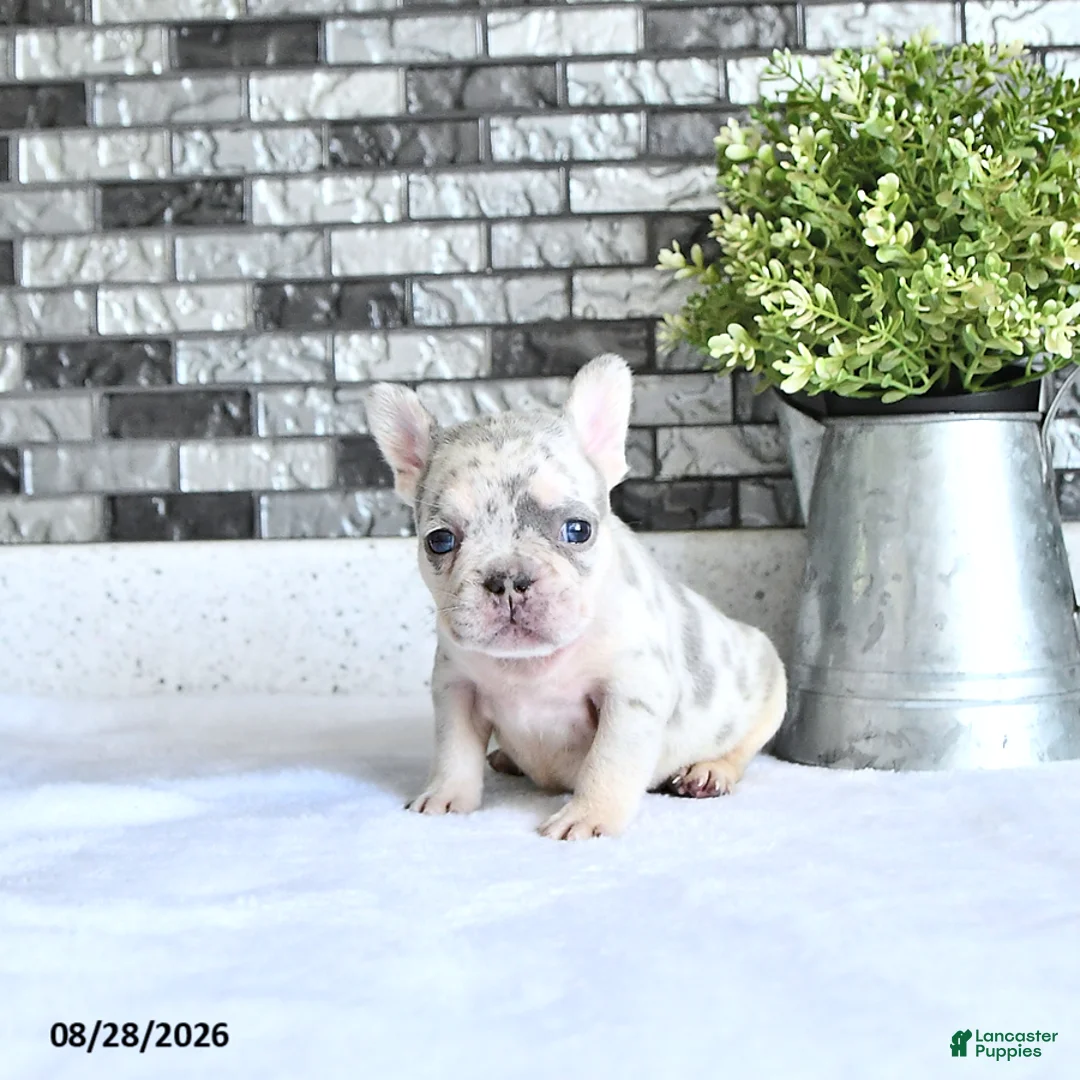 French Bulldog dogs for sale: Lettie - Ad 2