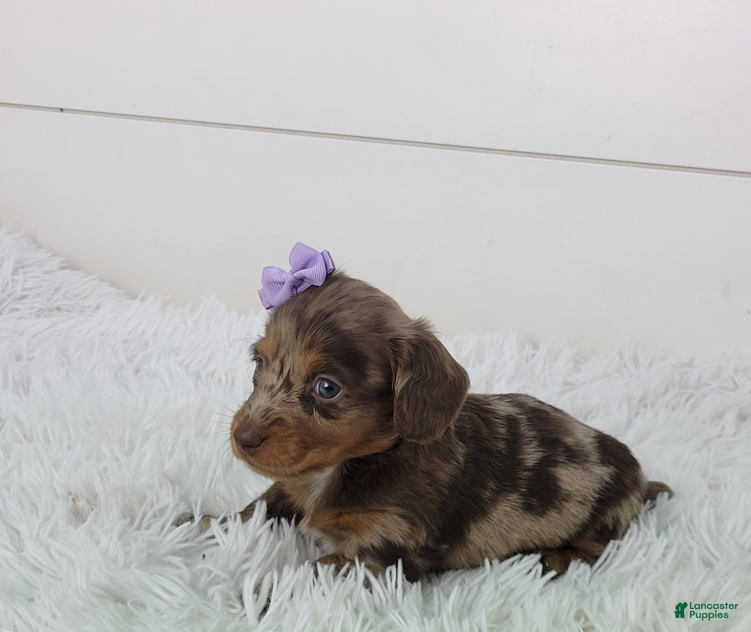 Dachshund dogs Olive - Ad 2