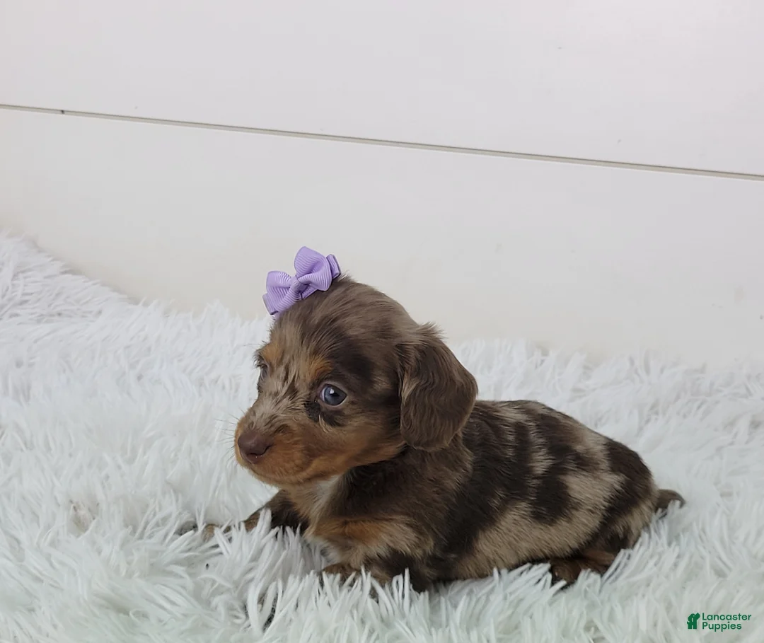 Dachshund dogs for sale: Olive - Ad 2