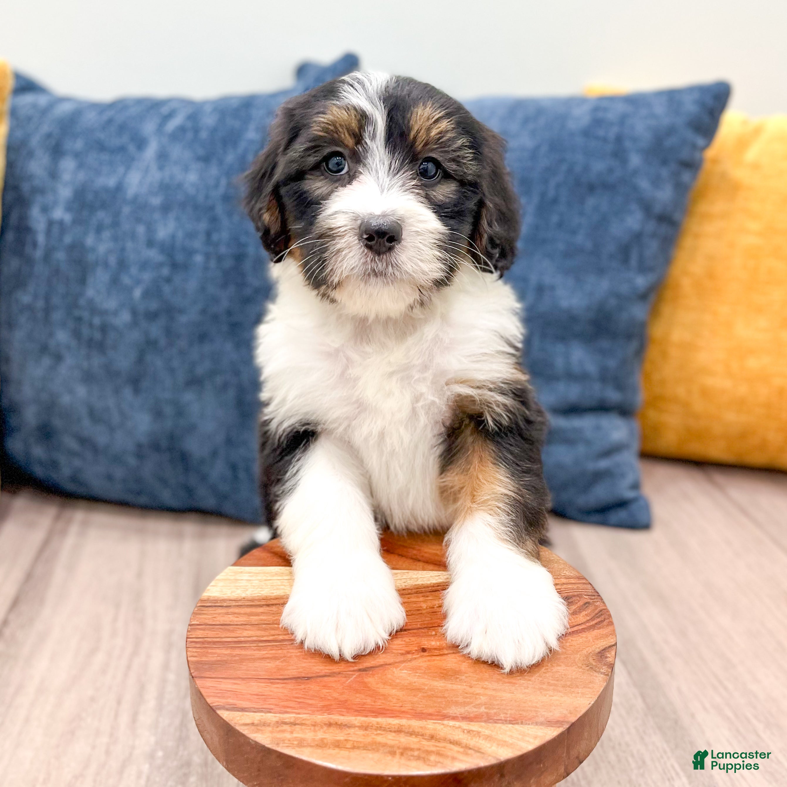 Mini Bernedoodle dogs Birdie - Ad 2