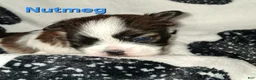 Shih Tzu dogs for sale: Nutmeg - Ad 1