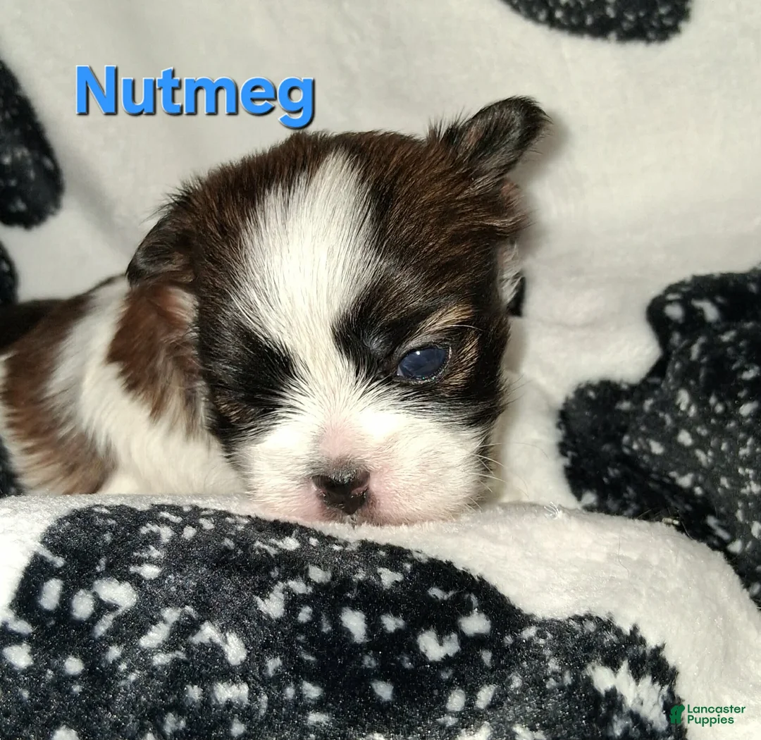 Shih Tzu dogs for sale: Nutmeg - Ad 1