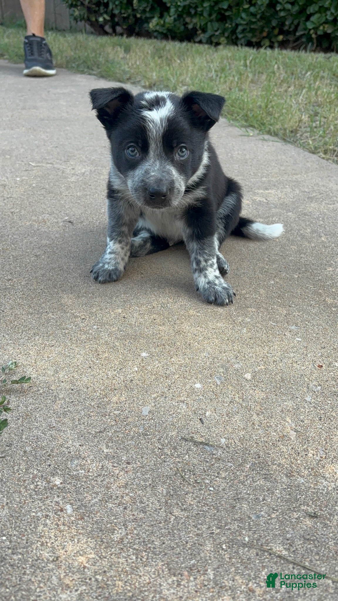 Mixed Breed dogs Black Collar - Ad 24