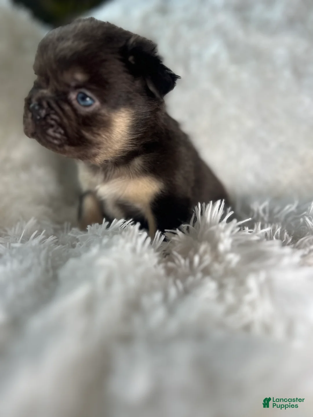 French Bulldog dogs for sale: French Bulldog Puppy 2 - Ad 1