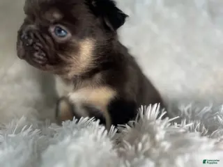 French Bulldog dogs French Bulldog Puppy 2 - Ad 30