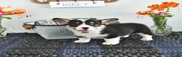 Welsh Corgi Pembroke dogs for sale: Rosey - Ad 4