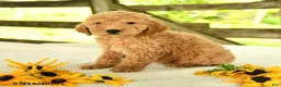 Mini Goldendoodle dogs for sale: Travis - Ad 9