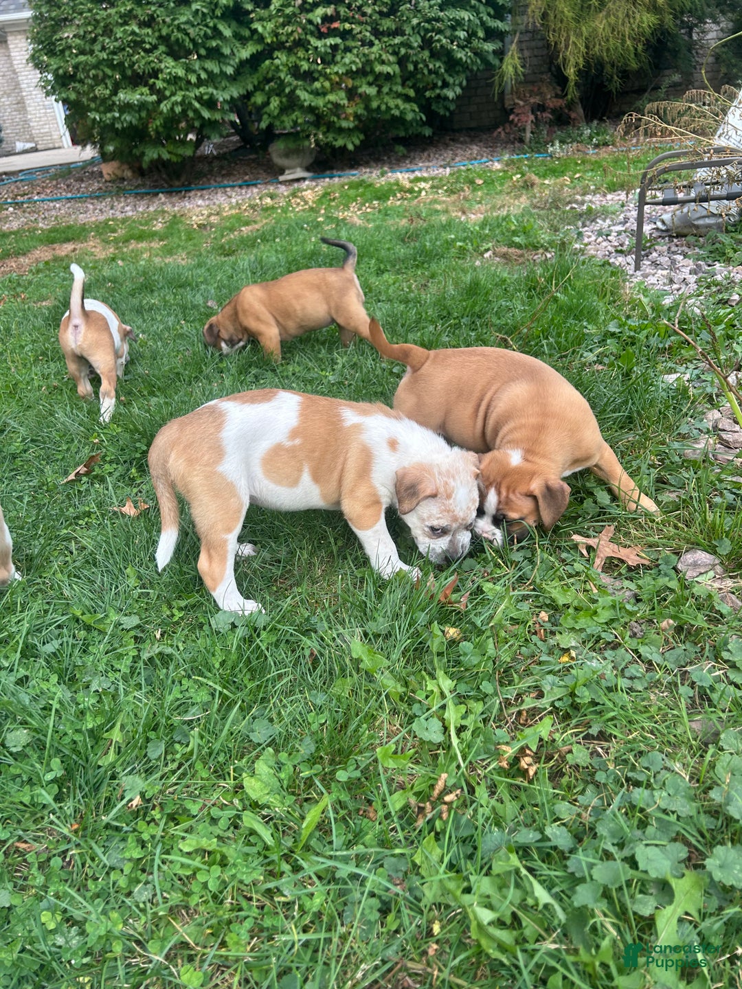 Mixed Breed dogs for sale: Mixed Breed Puppy 6 - Ad 17