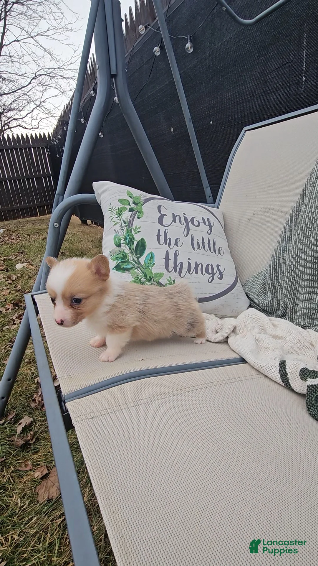 Mixed Breed dogs for sale: Rhea - Ad 6