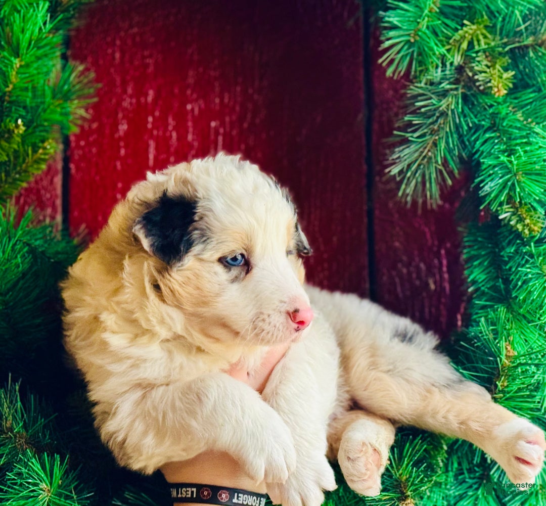 Mixed Breed dogs for sale: Mixed Breed Puppy 1 - Ad 3