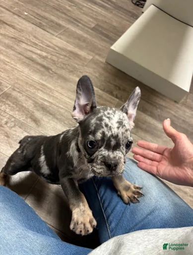 Gallery Image {{count}}