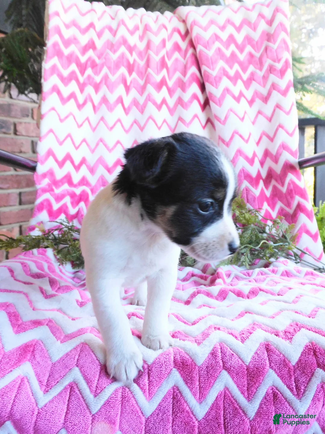 Jack Russell Terrier dogs for sale: Eeenie - Ad 2