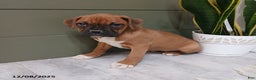 Boxer dogs for sale: Shimmer - Ad 4