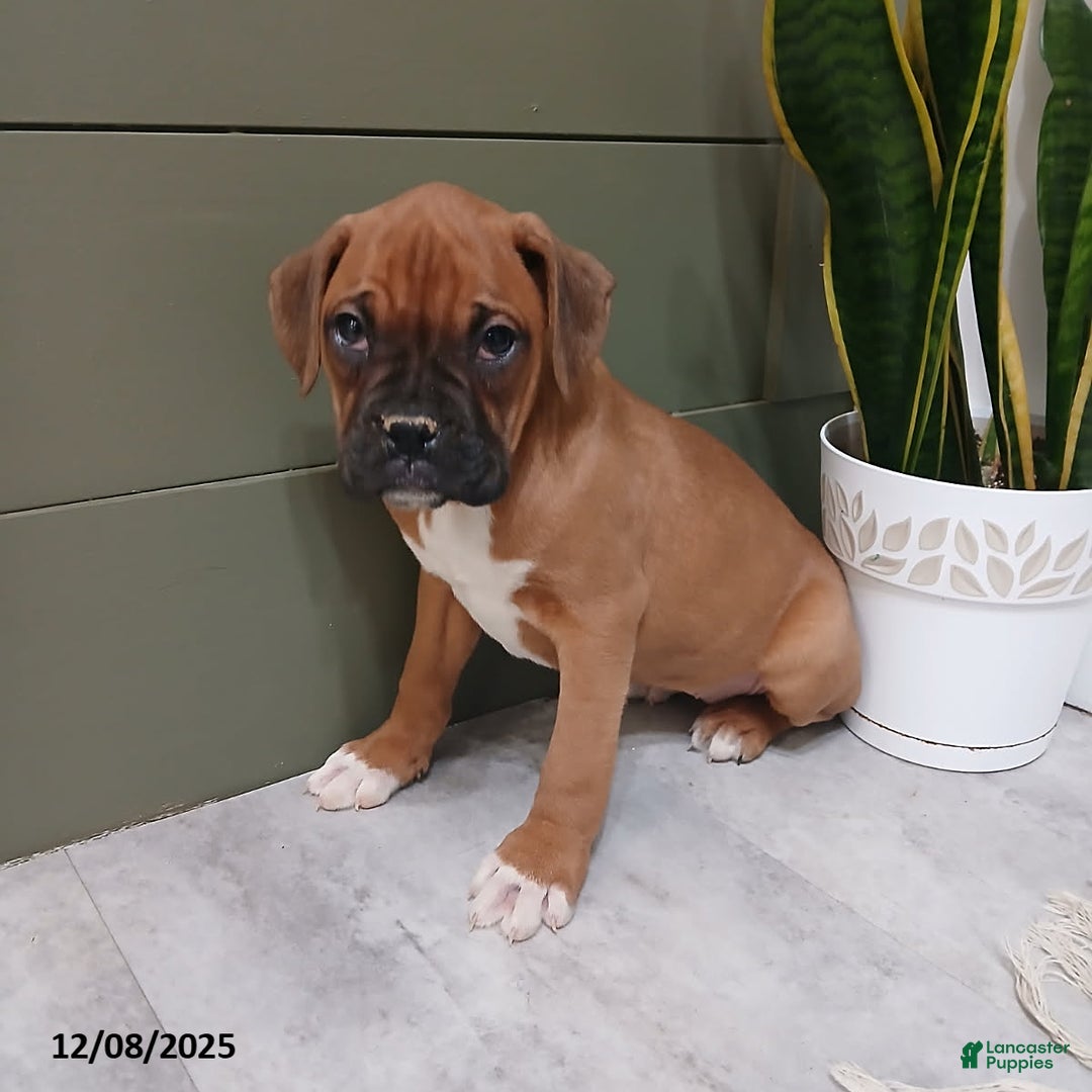 Boxer dogs for sale: Shimmer - Ad 4