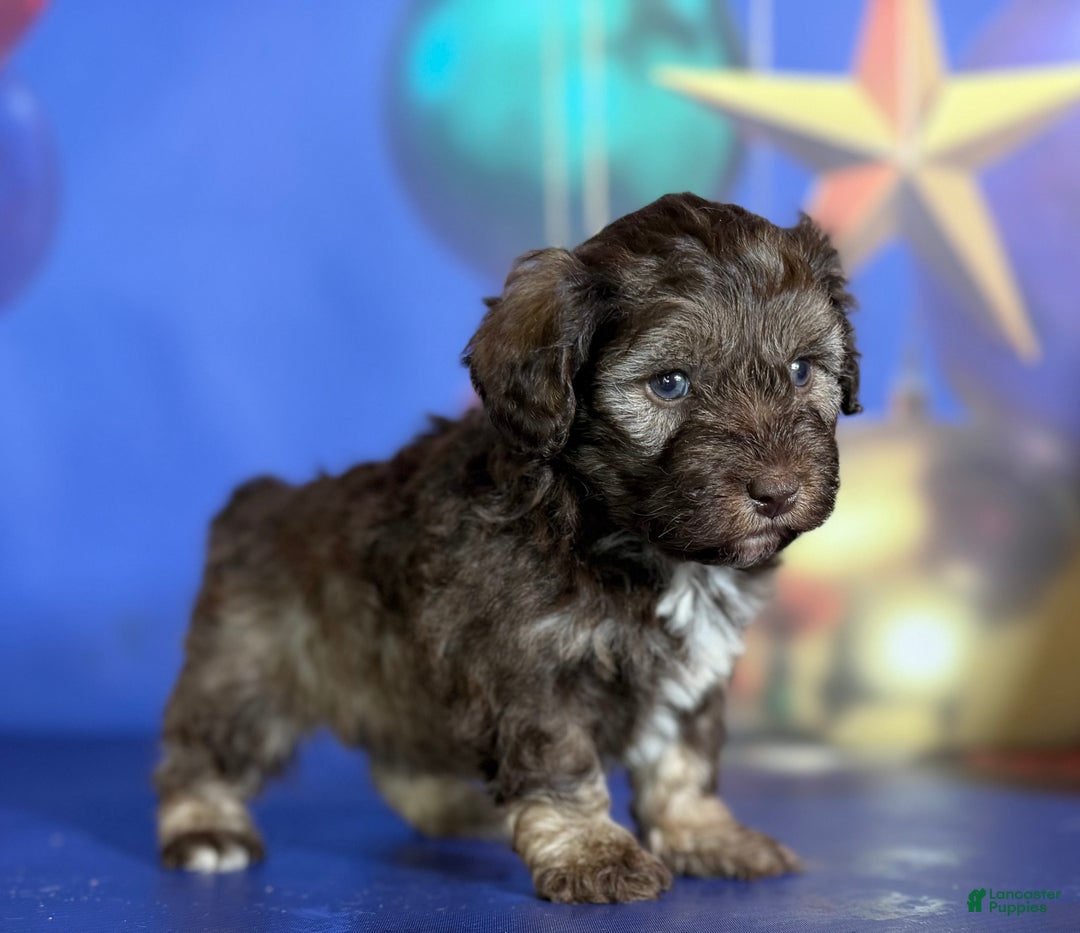 Mixed Breed dogs for sale: Blitzen - Ad 6