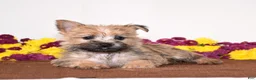 Cairn Terrier dogs for sale: Kasha - Ad 2