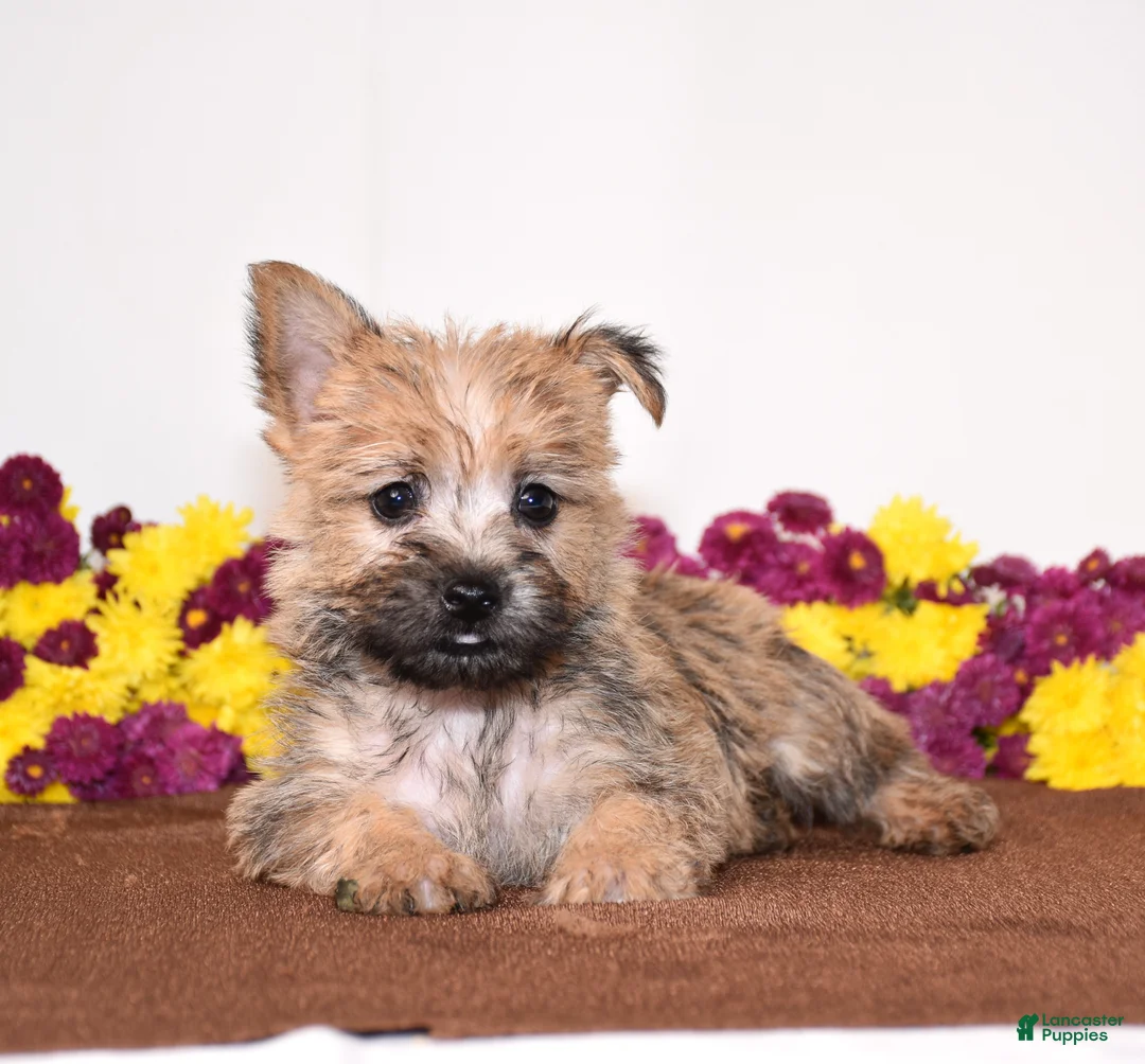 Cairn Terrier dogs for sale: Kasha - Ad 2