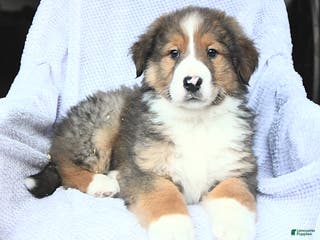 Mixed Breed dogs Bravo - Ad 7