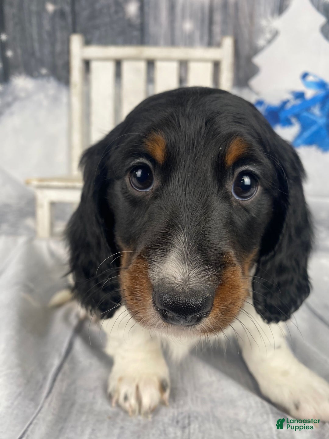 Miniature Dachshund dogs for sale: Oscar - Ad 10