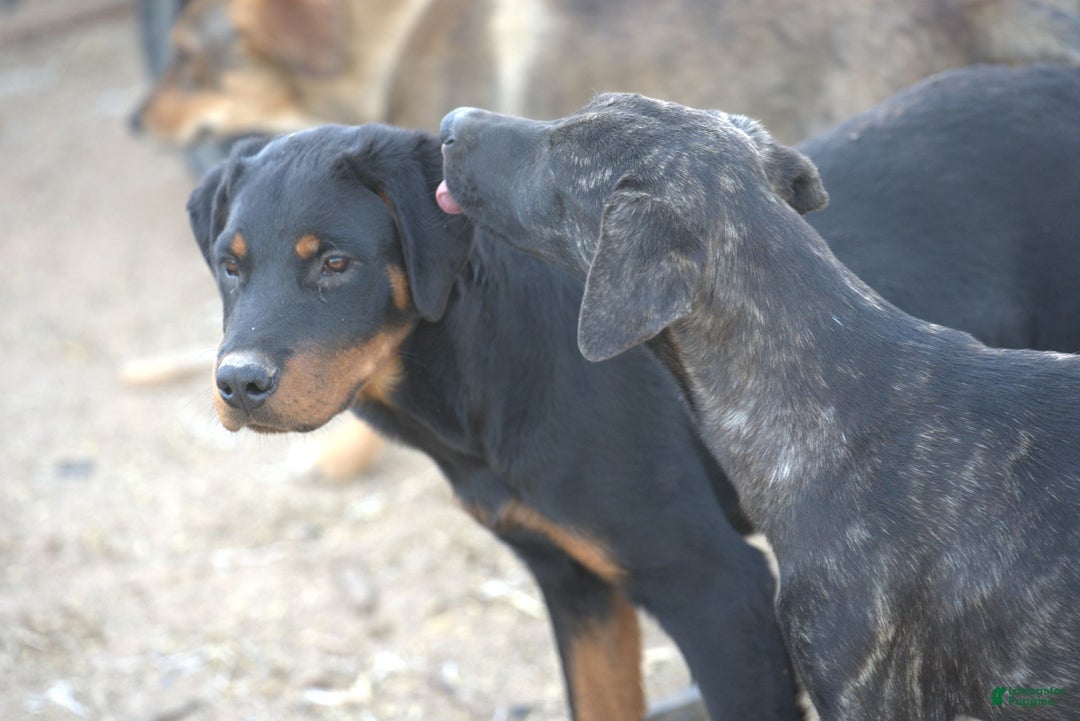 Mixed Breed dogs for sale: Tiger Tiscar Farm Dog - Ad 18