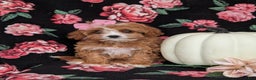 Cavapoo dogs for sale: Rylee - Ad 5