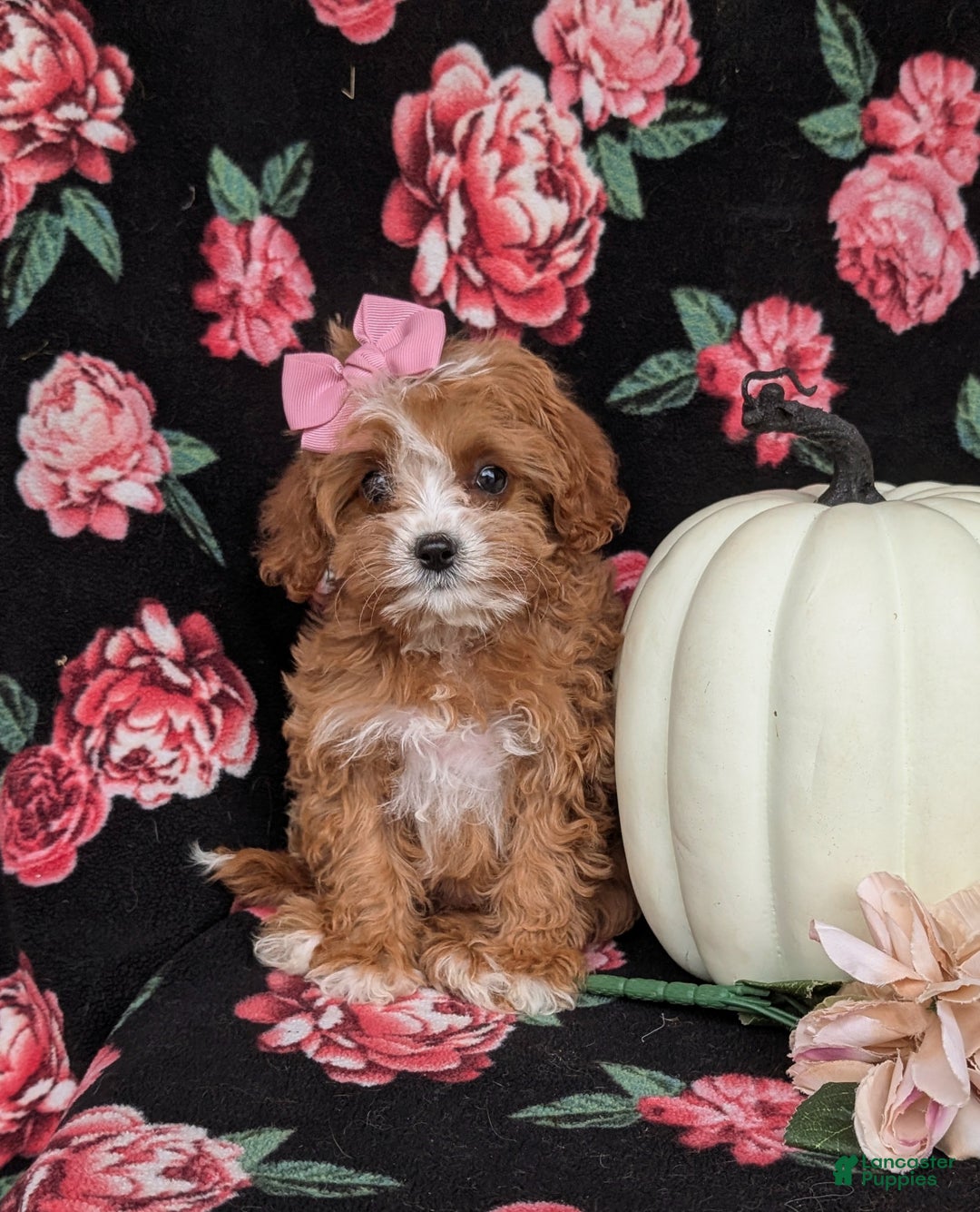 Cavapoo dogs for sale: Rylee - Ad 5