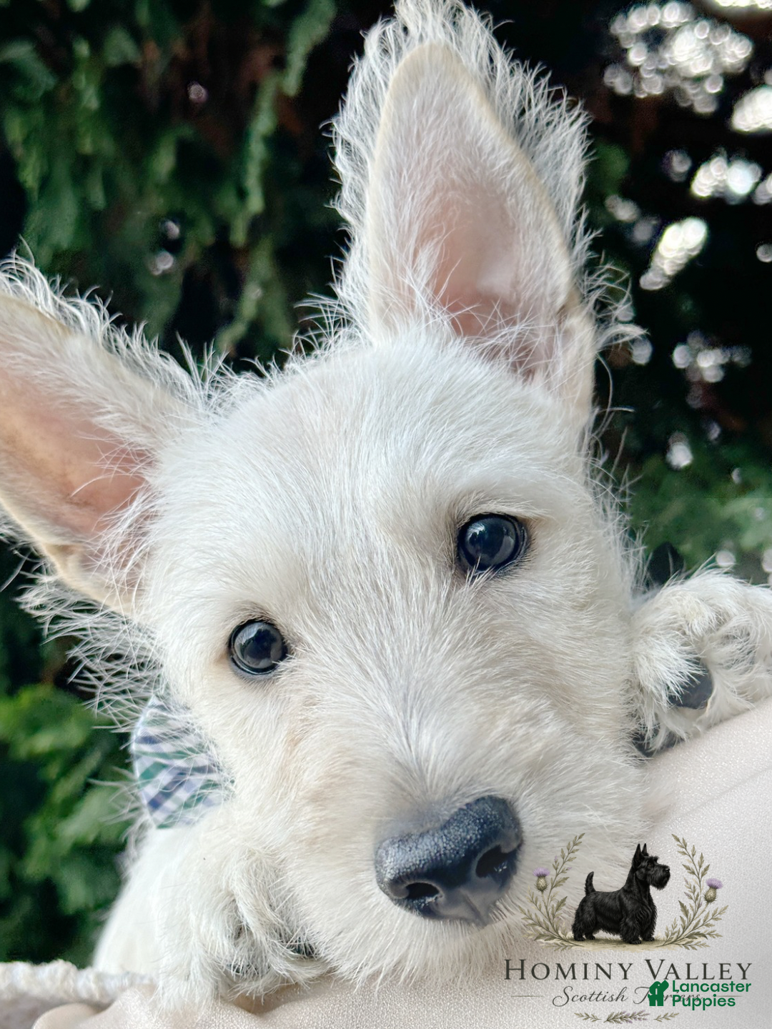 Scottish Terrier dogs Lennox-AKC-HealthTestedParents - Ad 2