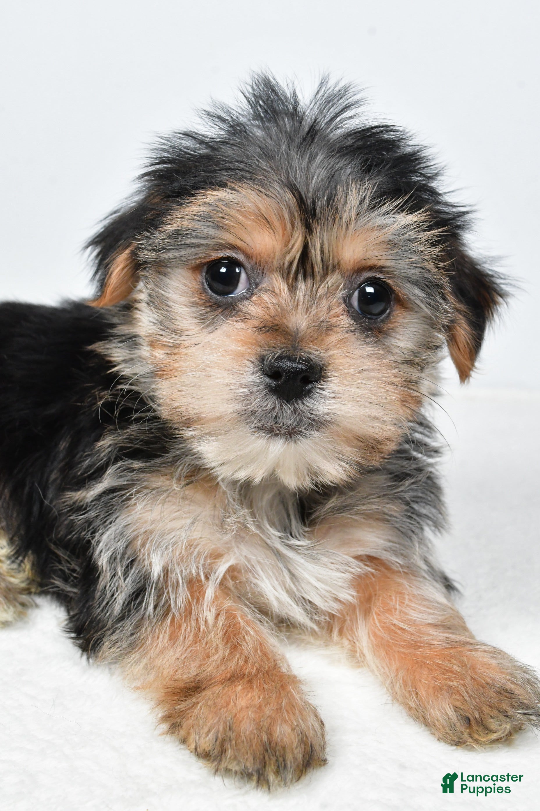 Morkie dogs Remi - Ad 2