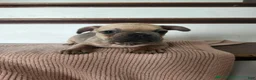 French Bulldog dogs for sale: Delilah - Ad 4