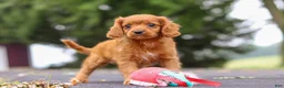 Cavapoo dogs for sale: Dax - Ad 4