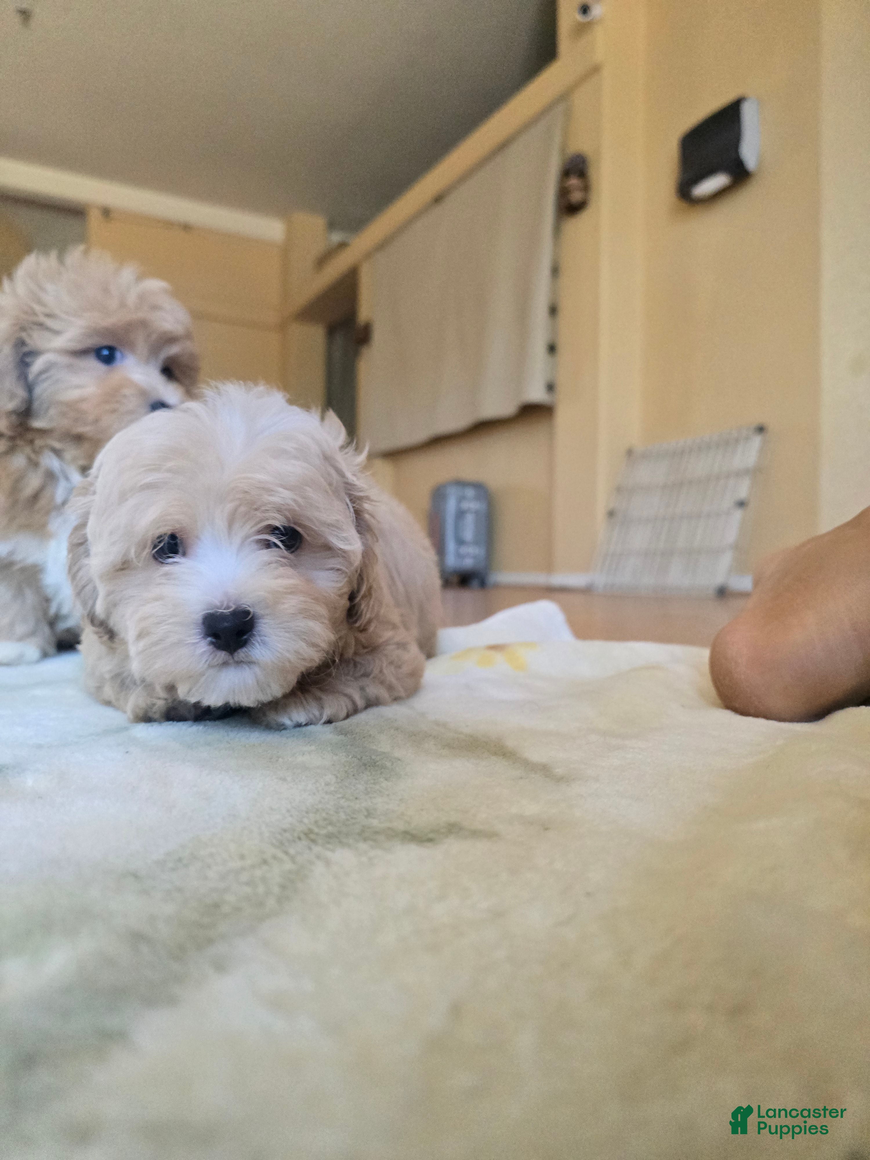Shih Tzu dogs Peanut  - Ad 12