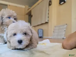 Shih Tzu dogs Peanut - Ad 12