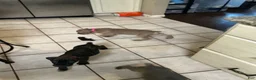 Cane Corso dogs for sale: Pocahontas  - Ad 10