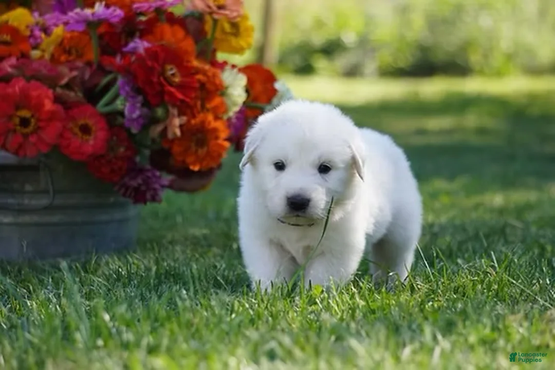 Great Pyrenees dogs for sale: AKC Orion - Ad 6