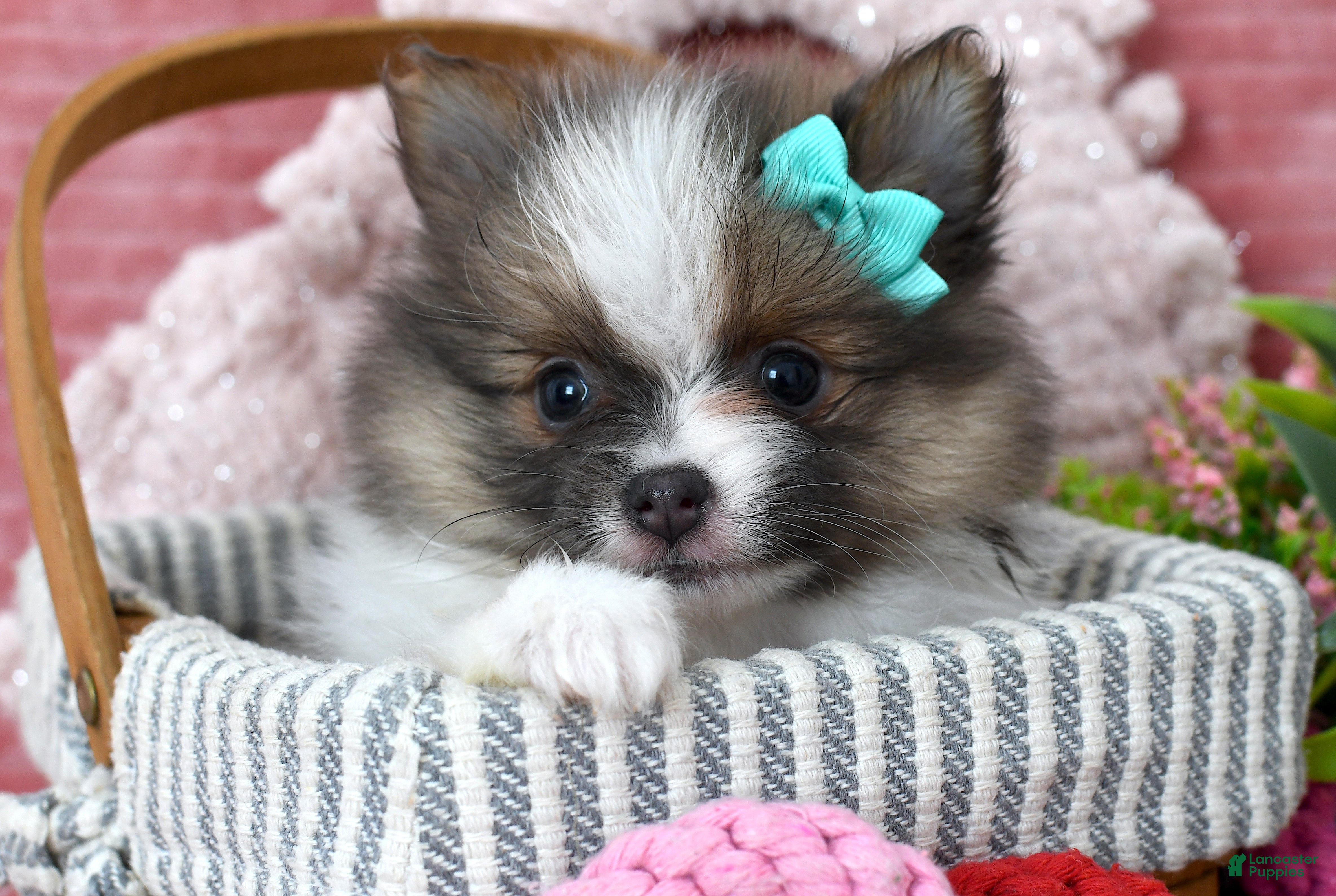 Pomeranian dogs Lilly - Ad 8