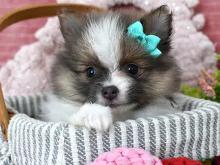 Pomeranian dogs Lilly - Ad 8