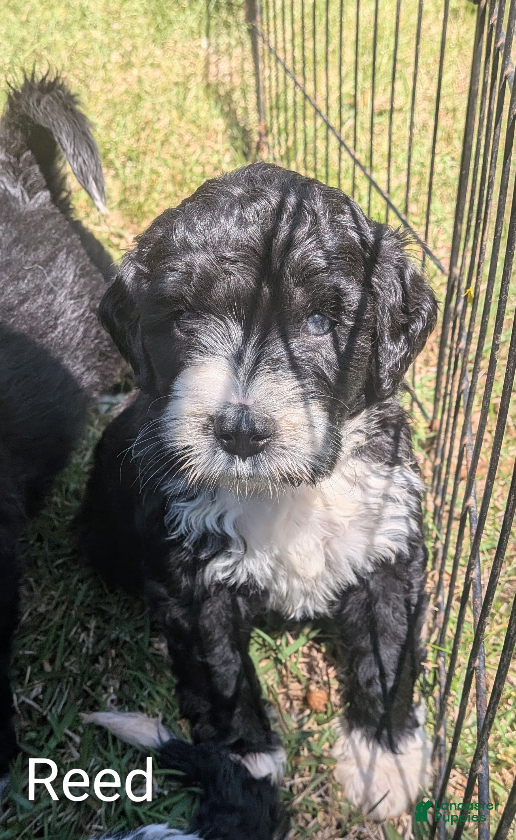 Mixed Breed dogs Reed - Ad 2