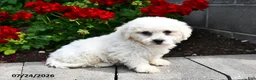 Teddy Bear dogs for sale: Alex - Ad 1