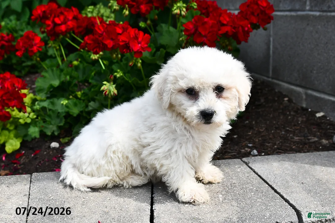 Teddy Bear dogs for sale: Alex - Ad 1