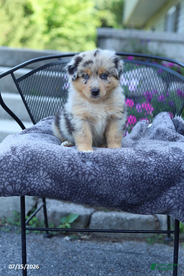 Australian Shepherd dogs Roger - Ad 1