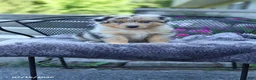 Australian Shepherd dogs for sale: Roger - Ad 1