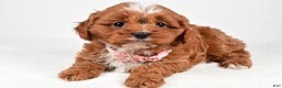Cavapoo dogs for sale: Ruby - Ad 1
