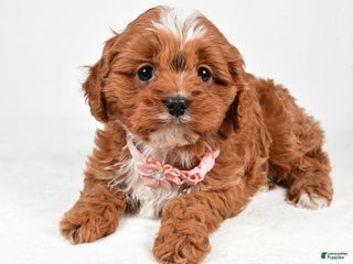 Cavapoo dogs Ruby - Ad 12