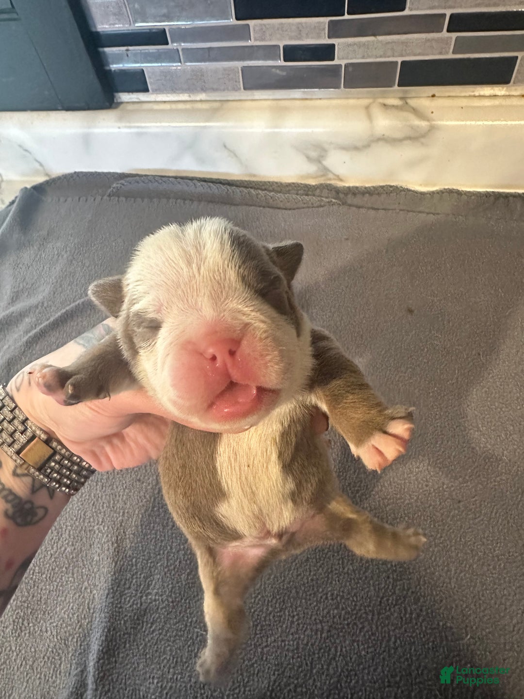 English Bulldog dogs for sale: Lilac and White Male - Ad 26