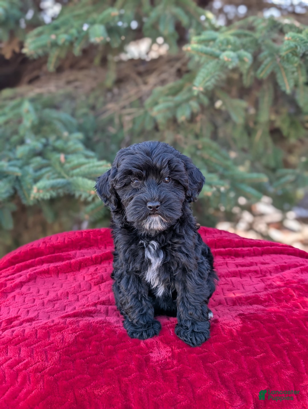 Shihpoo dogs for sale: Whinny  - Ad 6