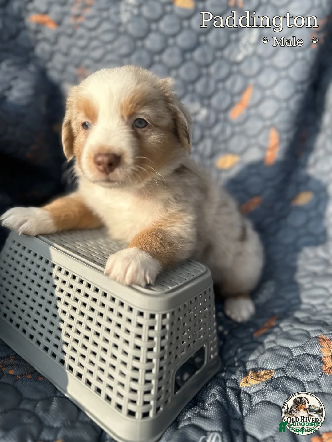 Australian Shepherd dogs for sale: Paddington - Ad 1