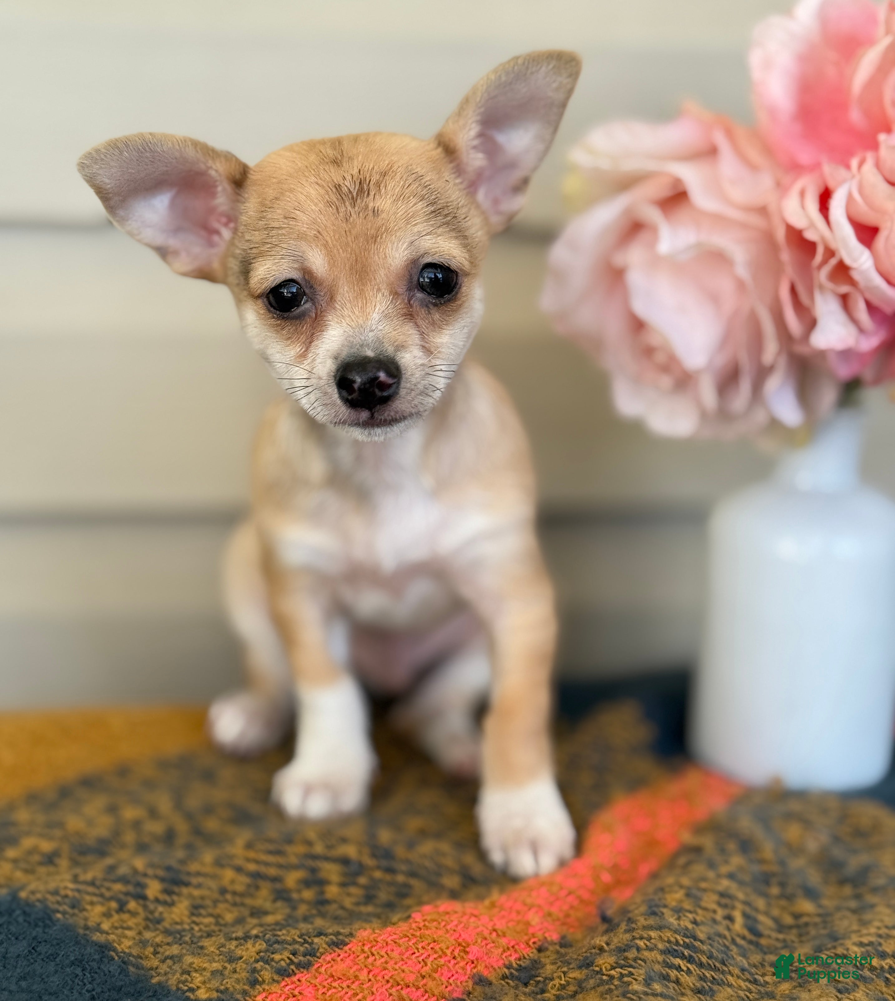 Chihuahua dogs Quincy - Ad 28